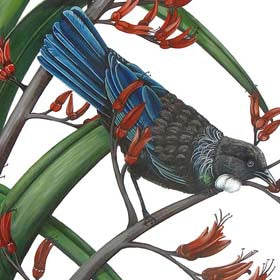 Tui on Flax